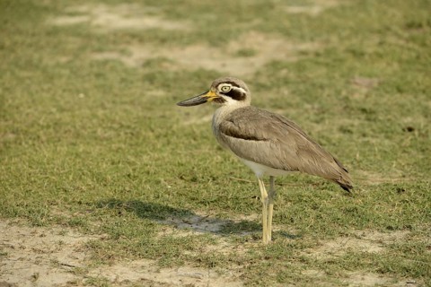 Great Thick-knee (Esacus recurvirostris) adult