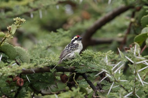 Red-fronted Barbet (Tricholaema diademata) adult
