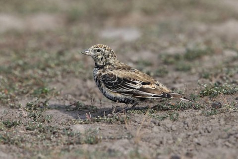 Black Lark (Melanocorypha yeltoniensis) adult male