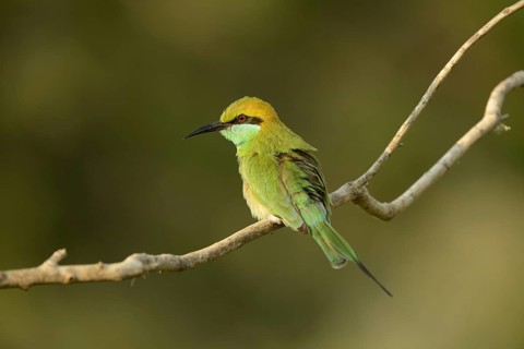 Little Green Bee-eater (Merops orientalis ceylonicus)