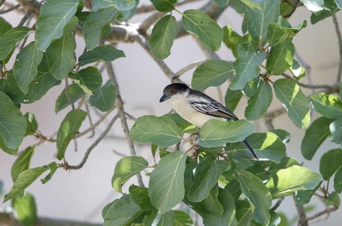 Northern Puffback (Dryoscopus gambensis)