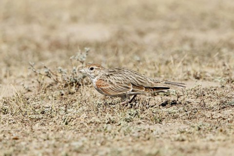 White-winged Lark (Melanocorypha leucoptera)