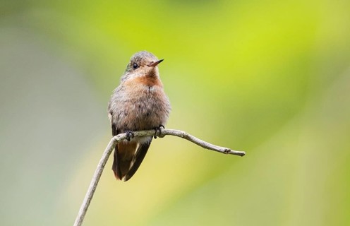 Tufted Coquette (Lophornis ornatus)