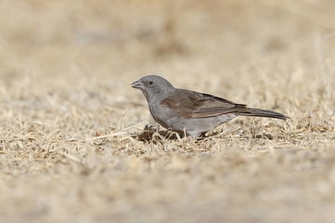 Swainson's Sparrow (Passer swainsonii)