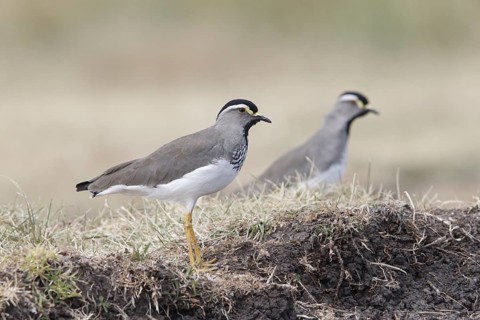 Spot-breasted Lapwing (Vanellus melanocephalus)