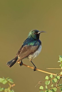 White-bellied Sunbird (Cinnyris talatala)