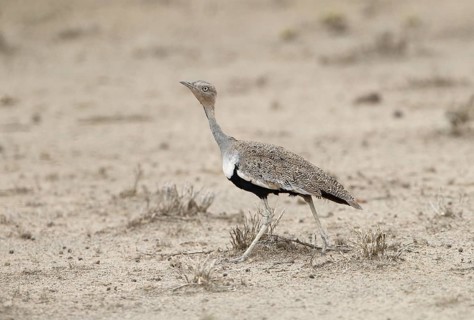 Buff-crested Bustard (Lophotis gindiana)