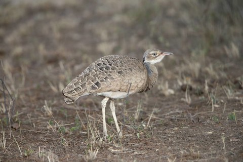 Northern White-bellied Bustard (Eupodotis senegalensis)
