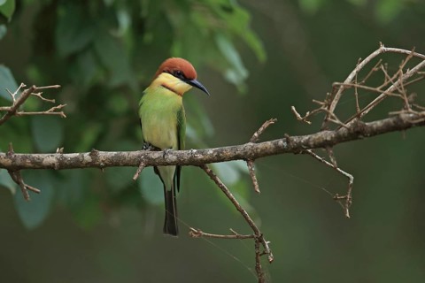 Chestnut-headed Bee-eater (Merops leschenaulti)