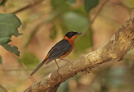 Snowy-crowned Robin-chat (Cossypha niveicapilla)