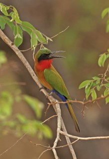 Red-throated Bee-eater (Merops bullocki)