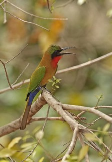 Red-throated Bee-eater (Merops bullocki)
