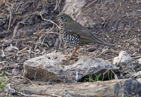 Alpine Thrush (Zoothera mollissima) adult