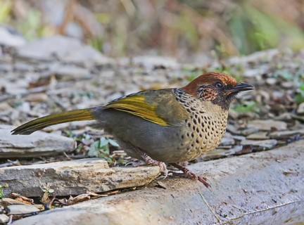 Chestnut crowned laughingthrush (Garrulax erythrocephalus) adult
