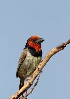 Black-collared Barbet (Lybius torquatus) adult