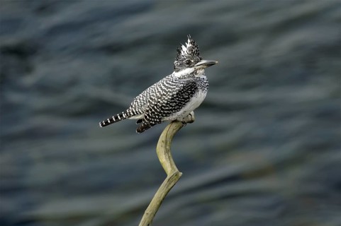 Crested Kingfisher (Megaceryle lugubris)