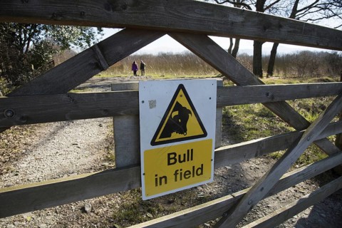 Bull in field