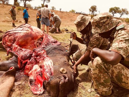 Poached white rhinoceroses with gamekeepers
