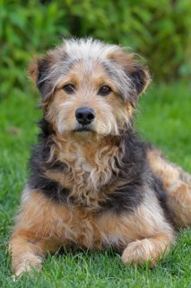 Bosnian Coarse-haired Hound or Barak dog (canis lupus familiaris)