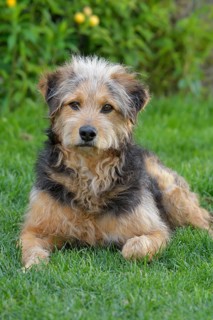 Bosnian Coarse-haired Hound or Barak dog (canis lupus familiaris)
