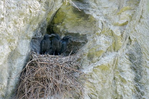 Young ravens (Corvus corax) sitting in nest