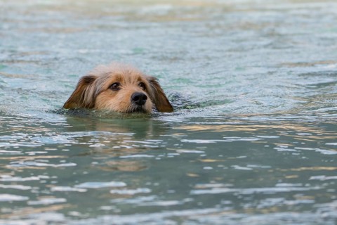 Bosnian Coarse-haired Hound or Barak dog (canis lupus familiaris) is swimming in a river