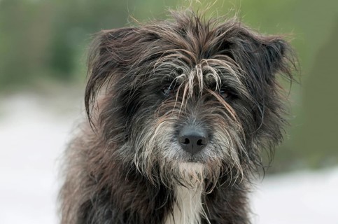 Pyrenean Shepherd