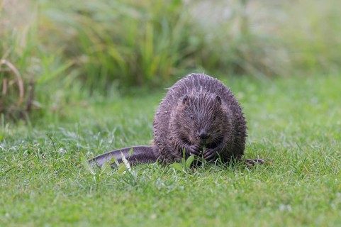 European beaver eats a willow branch
