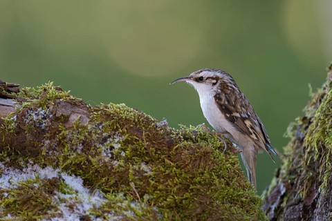 Eurasian Treecreeper (Certhia familiaris) on moss covered tree trunk