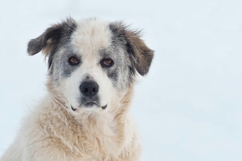 Young Maremma Abruzzo Shepherd Mongrel (Canis lupus familiaris)