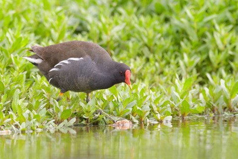 Common moorhen (Gallinula chloropus) in the search for food on the water