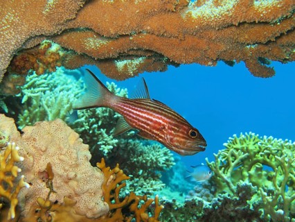 Hussar fish (Holocentrinae)