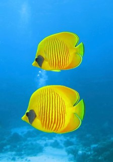 Bluecheek butterflyfishes (Chaetodon semilarvatus)