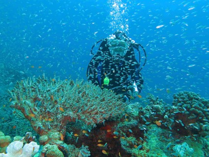 Diver with Glassfishes (Parapriacanthus)