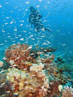 Diver with Glassfishes (Parapriacanthus)