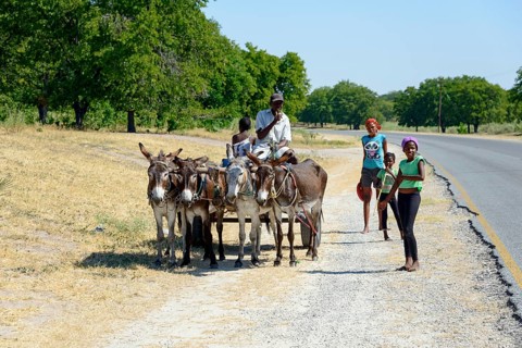 Donkey cart