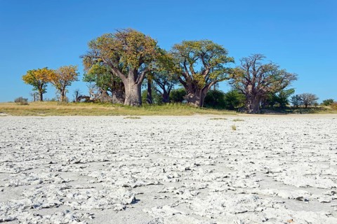 Old baobab (Adansonia digitata) trees