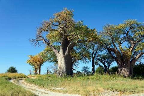 Old baobab (Adansonia digitata) trees