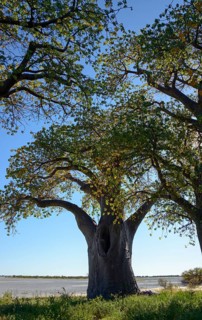 Old baobab (Adansonia digitata) tree