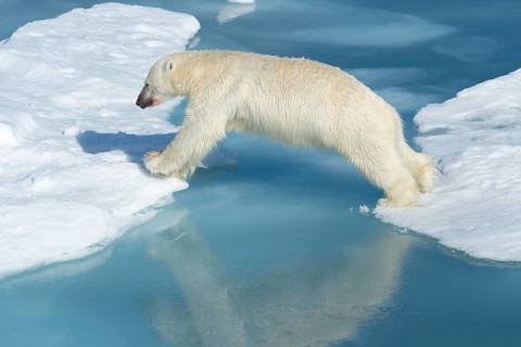 Male polar bear (Ursus maritimus) on ice