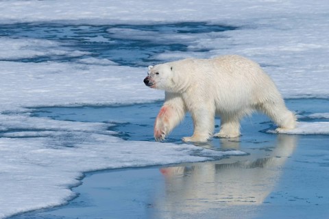 Male polar bear (Ursus maritimus) on ice