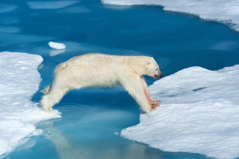 Male polar bear (Ursus maritimus) on ice