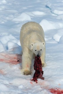 Male polar bear (Ursus maritimus) on pack ice