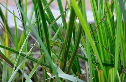Chameleon (Chamaeleonidae) between blades of grass