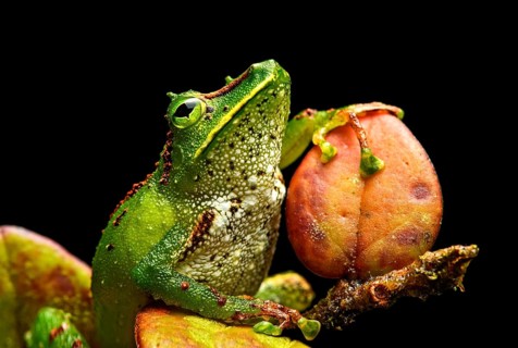Neotropical frog (Pristimantis Galdi)