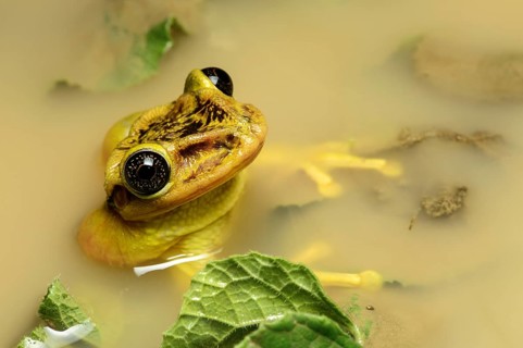 Tree frog Trachycephalus jordani (Trachycephalus jordani)