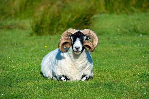 Scottish Blackface sheep