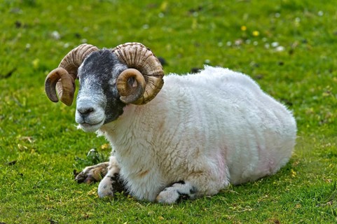 Scottish Blackface sheep