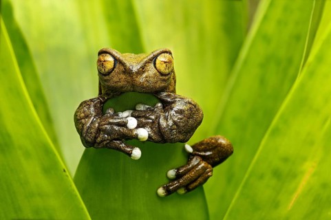 Hyloscirtus tapichalaca (Hyloscirtus tapichalaca)