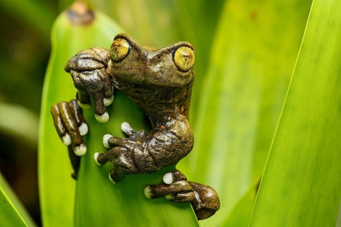 Hyloscirtus tapichalaca (Hyloscirtus tapichalaca)